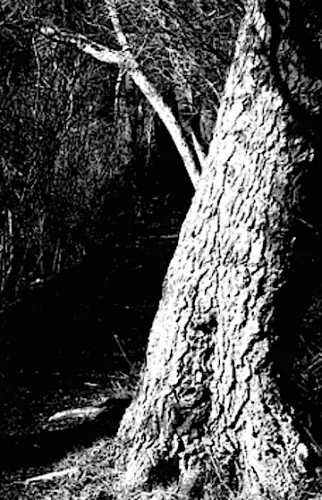 Starcave Nebula : Songs of Night and Foliage